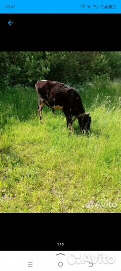 Продам двух телок