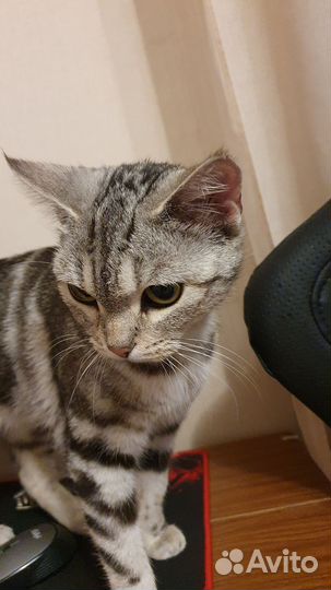 Кошка в дар