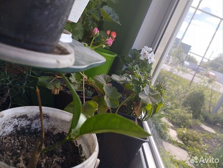 Комнатные растения цветы