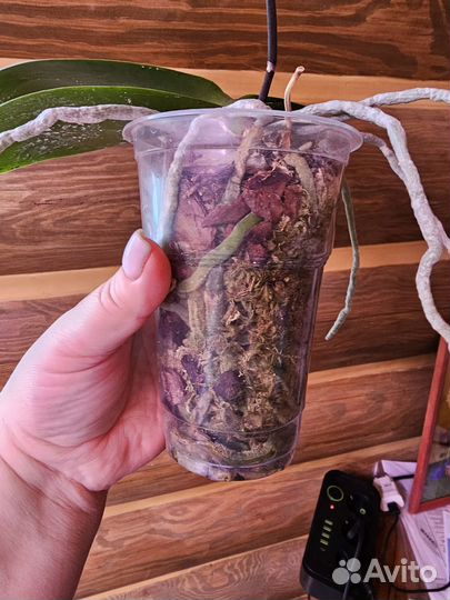 Орхидея фаленопсис бабочка