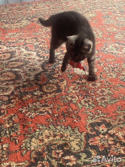 Отдам в добрые руки котенка