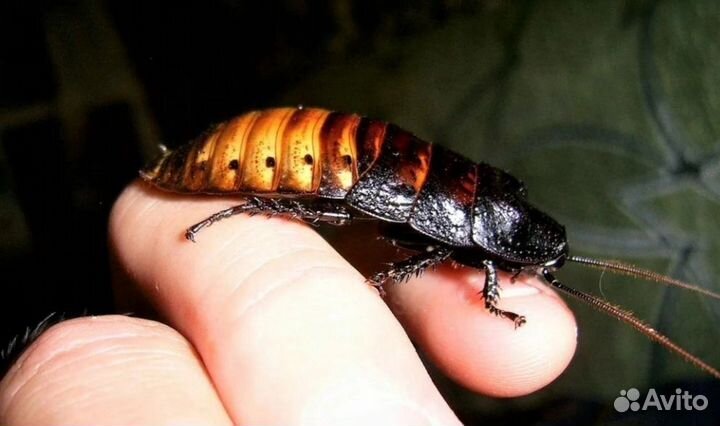 Квест, интерактивная стена, vr-очки