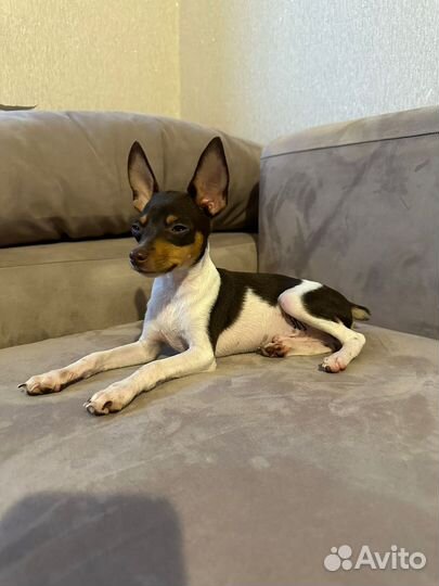 Той фокстерьер