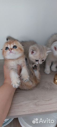 Шотландские шиншиллы