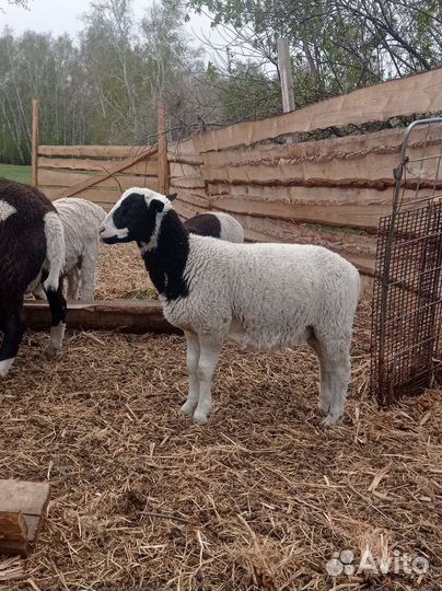 Бараны от дорпера