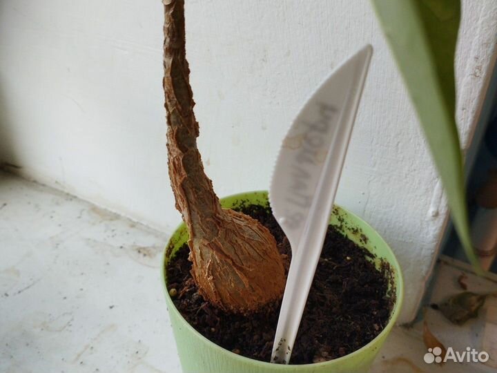 Каудексные растения