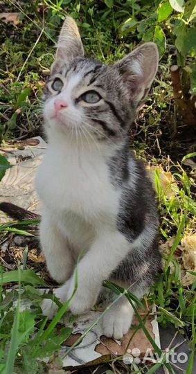 Котик Сызрань
