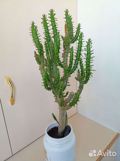 Комнатные цветы кактус