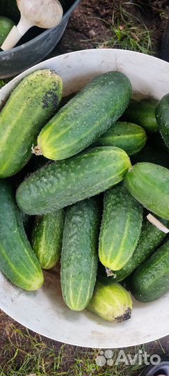 Огурцы свежие