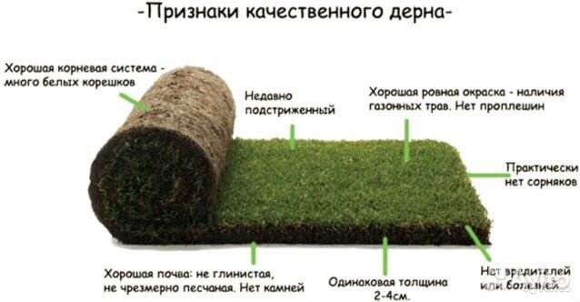Рулонный газон 100 приживаемость