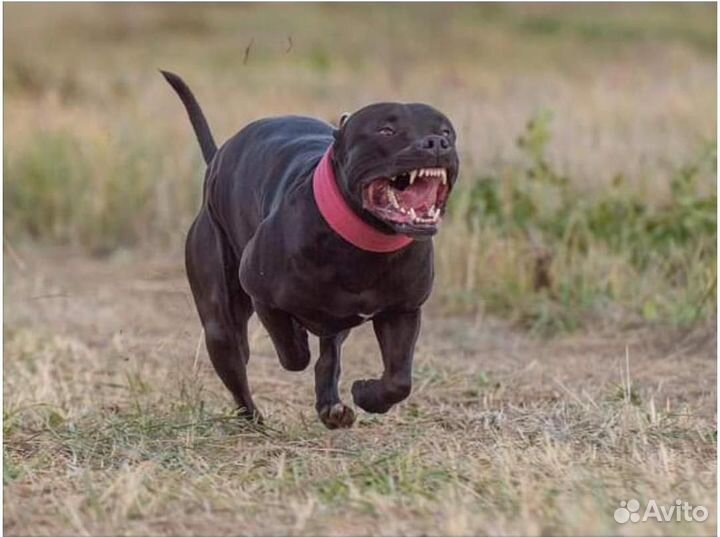 Вязка американский питбультерьер