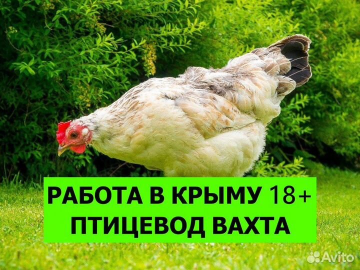 Вахта в Крым. Уход за птицами 18+