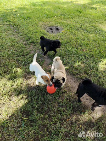 Передержка