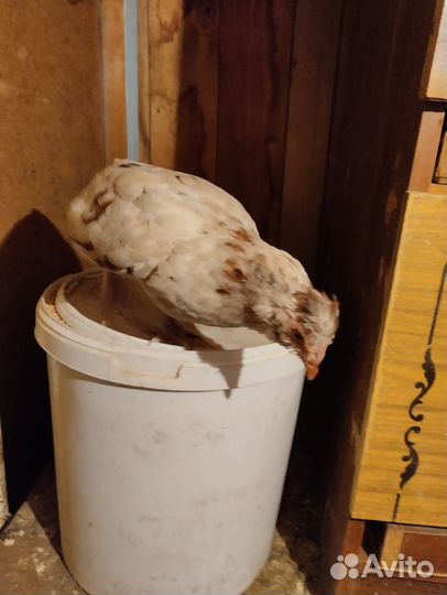 Куры бентамка