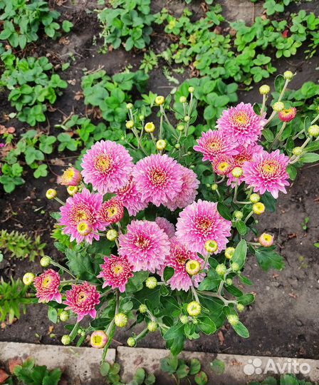 Хризантема