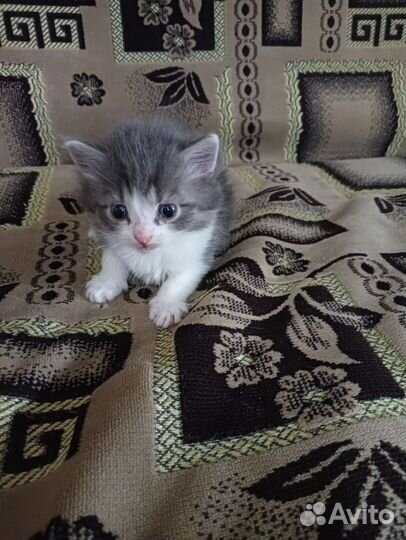 Кошка в дар бесплатно