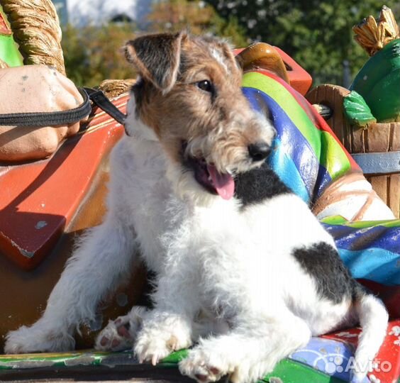 Фокстерьер жесткошерстный щенки