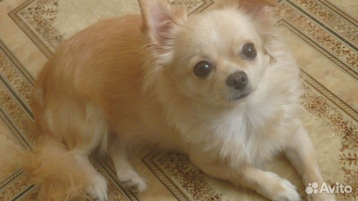 Длинношерстные чихуахуа