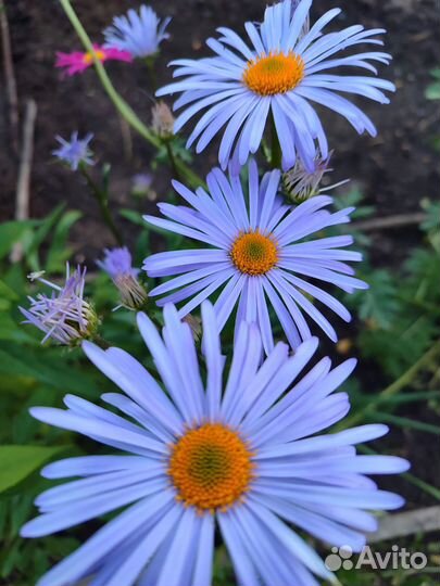 Многолетние цветы