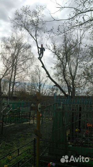 Профессиональный спил деревьев