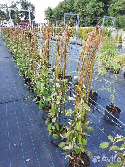 Ива Хакуро Нишики. Ива Козья Килмарнок