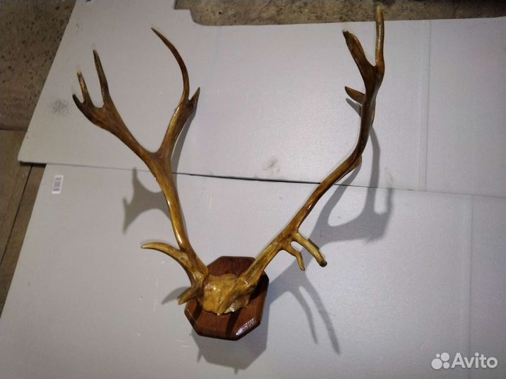 Вешалка. Рога оленя натуральные лак очень красивые