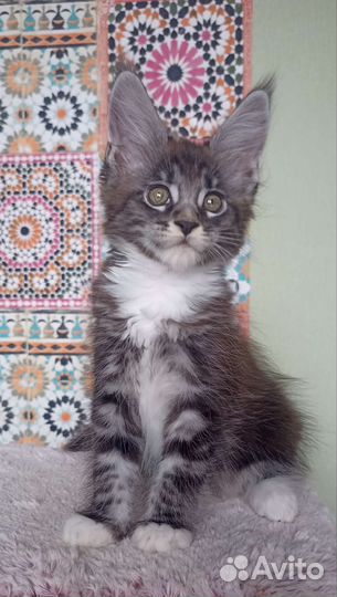 Котята мейн-кун