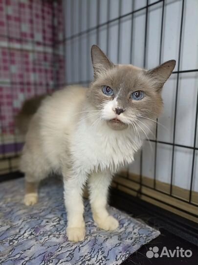 Кошка в дар