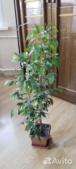 Фикус бенджамина