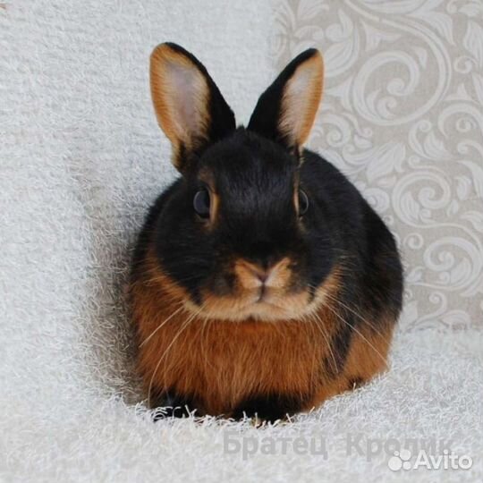 Карликовые кролики. Чёрно-огненные таны