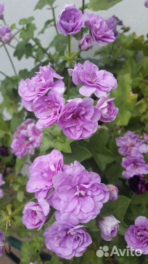 Пеларгония герань