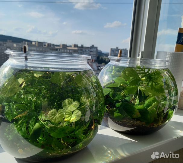 Аквариумные растения