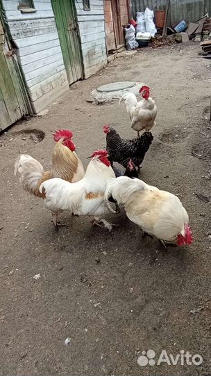 Петухи