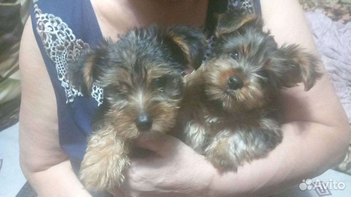 Йоркширский терьер