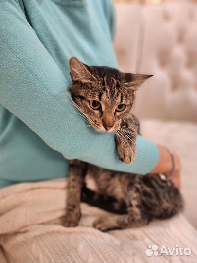 Муся привитая с анализами - идеальный компаньон