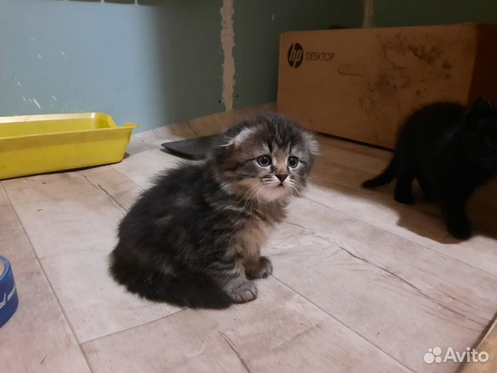 Шотландские котята