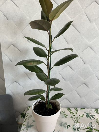 Фикус каучуконосный большой