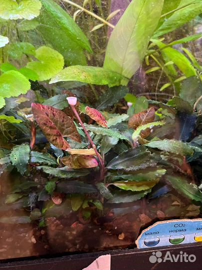 Аквариумные растения