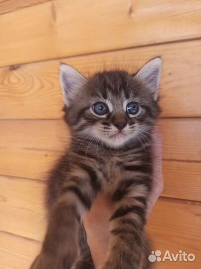 Кошка в дар бесплатно