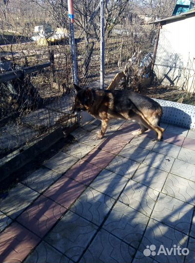 Немецкая овчарка кобель