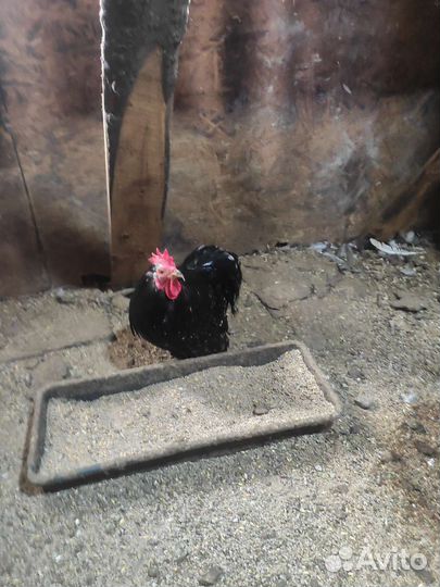 Карликовые кохинхины