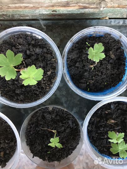 Дельфиниум