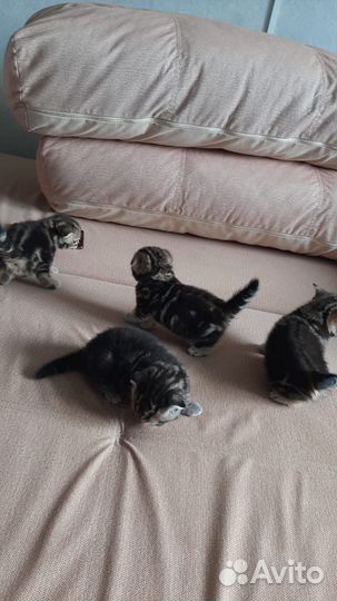 Кошки вислоухие