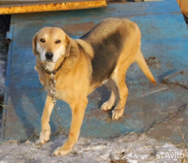 Собака в добрые руки