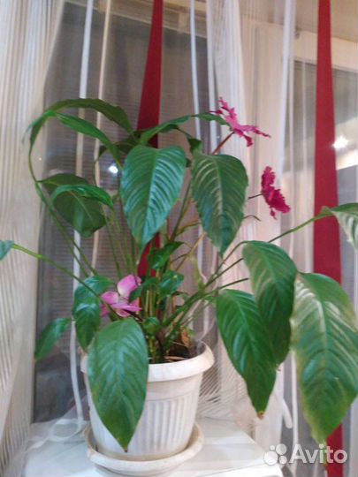 Спатифиллум