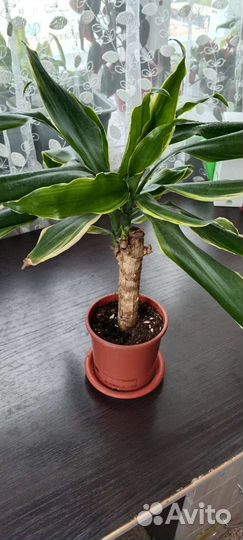 Драцены, фиалка