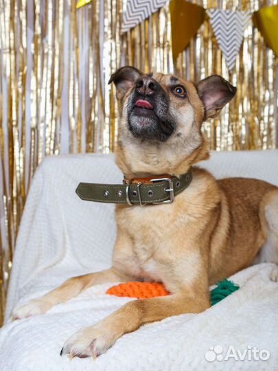 Милаш Бивис из приюта ищет семью