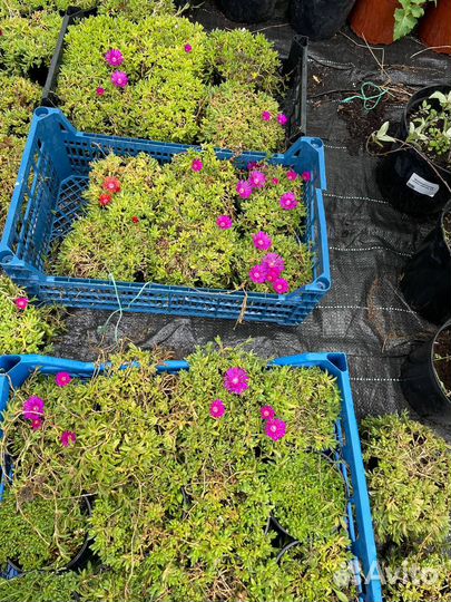 Делосперма