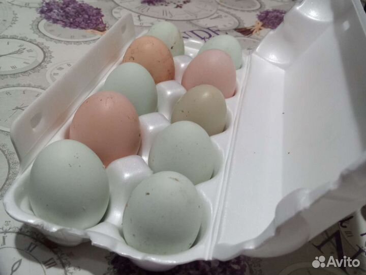 Яйцо домашние