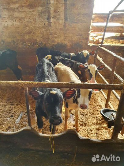 Бычки и тёлки